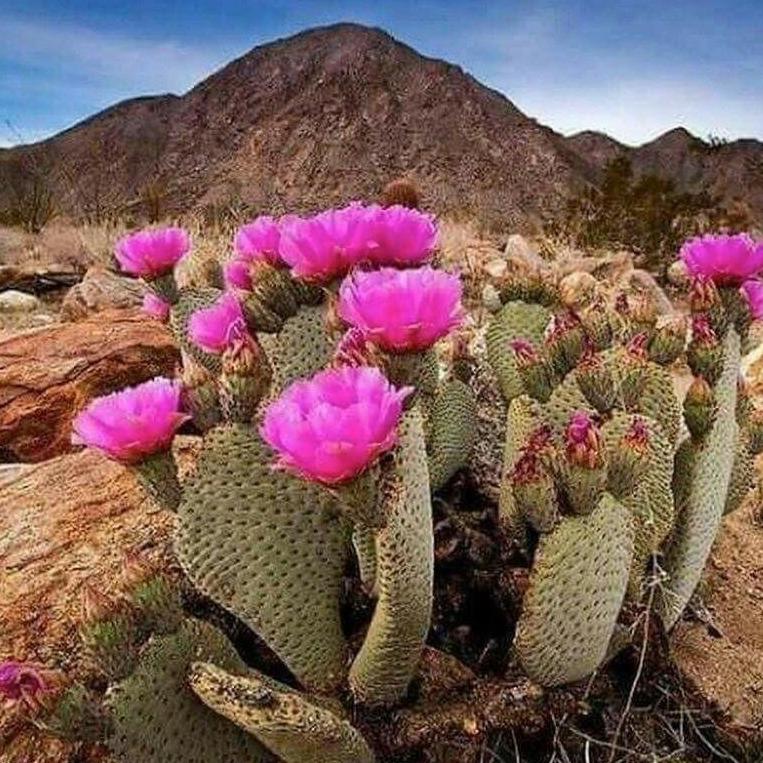 Baja Cactus Type