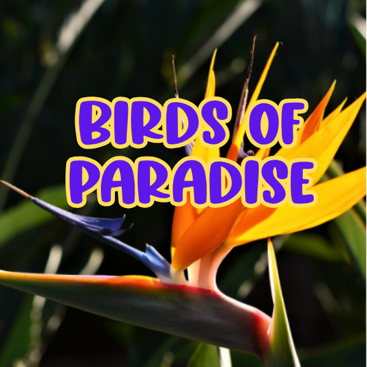 Birds of Paradise (Discontinue When Out)