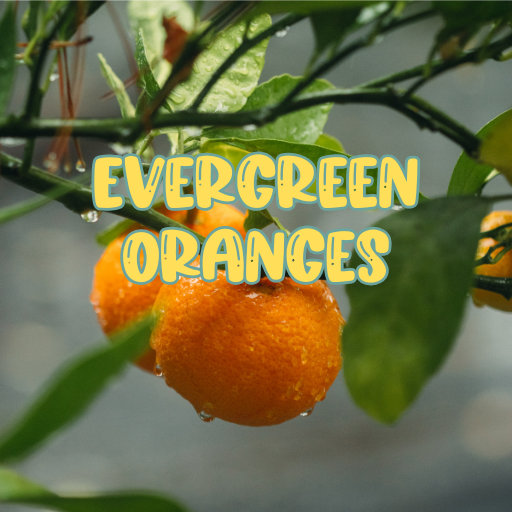 Evergreen Oranges (Seasonal)