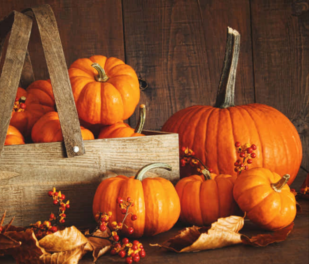 Mahogany Pumpkin Fragrance Oil