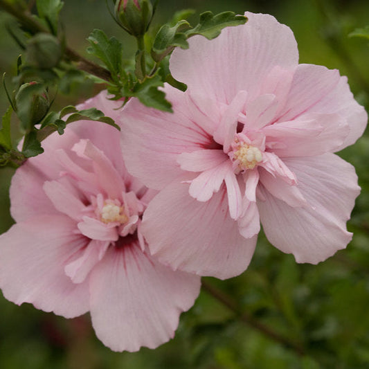 Pink Chiffon Fragrance Oil