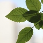 Eucalyptus Mint (SS) 5%