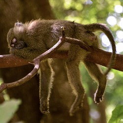 Chunky Monkey (SS) 15%