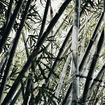 Bamboo (SS) 1%
