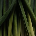 Lemongrass (Scented Beads)