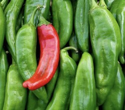 Green Chili (SS) 12%