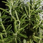 Rosemary