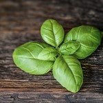 Basil (SS) 30%