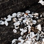 Sea Minerals (Scented Beads)