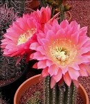 Cactus Blossom
