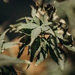 Green Weed (SS) 2%