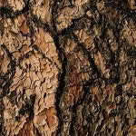 Oud Wood & Vanilla (SS) 2%