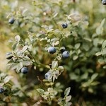 Blueberry Harvest (SS) .15%