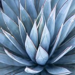 Blue Agave & Melon (Scented Beads)