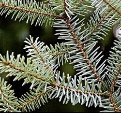 Balsam Fir (SCENTED BEADS)