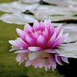 Water Lilies (SS) 2%
