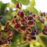 Mulberry Spice (Scented Beads)