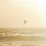 Birds of Paradise (SS) 2%