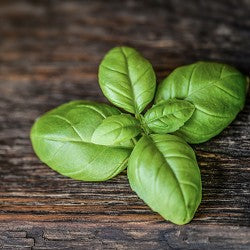 Basil (SS) 30%