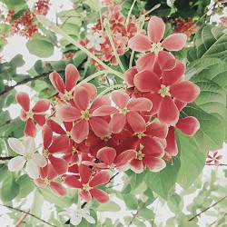 Gucci Bloom (SS) 20%