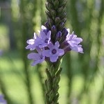 Lemon Verbena (SS) 11%