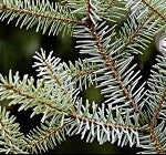 Balsam Fir (CANDLES ONLY)