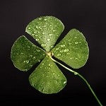 Green Irish Tweed (SS) 8%