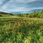 Country Roads (SS) 5.75%