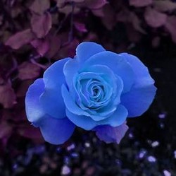 Blue Gardenia (Scented Beads)