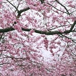 Japanese Cherry Blossom (SS) 5%