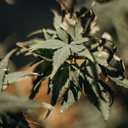 Green Weed (SS) 2%